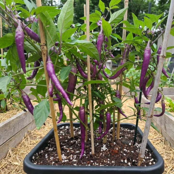 Hot Pepper Seeds – Cayenne Long Slim & Buena Mulata Peppers, Spicy Chili Pepper Seeds