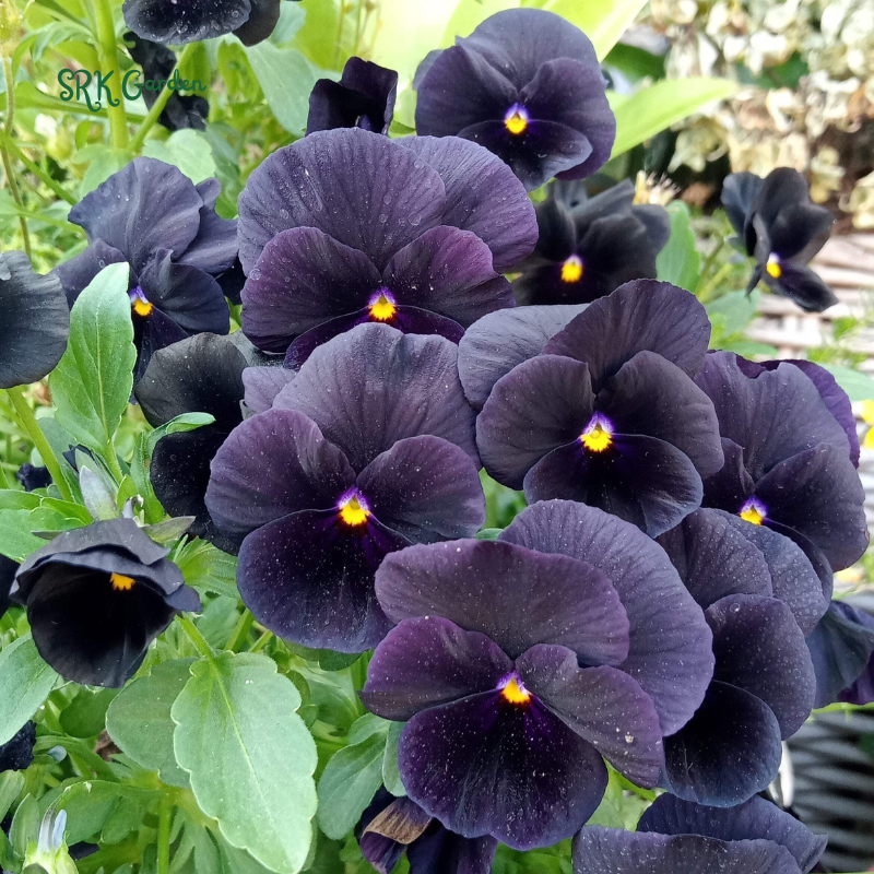 Viola Seeds - Sorbet Series - Yesterday Today Tomorrow 25 Seeds