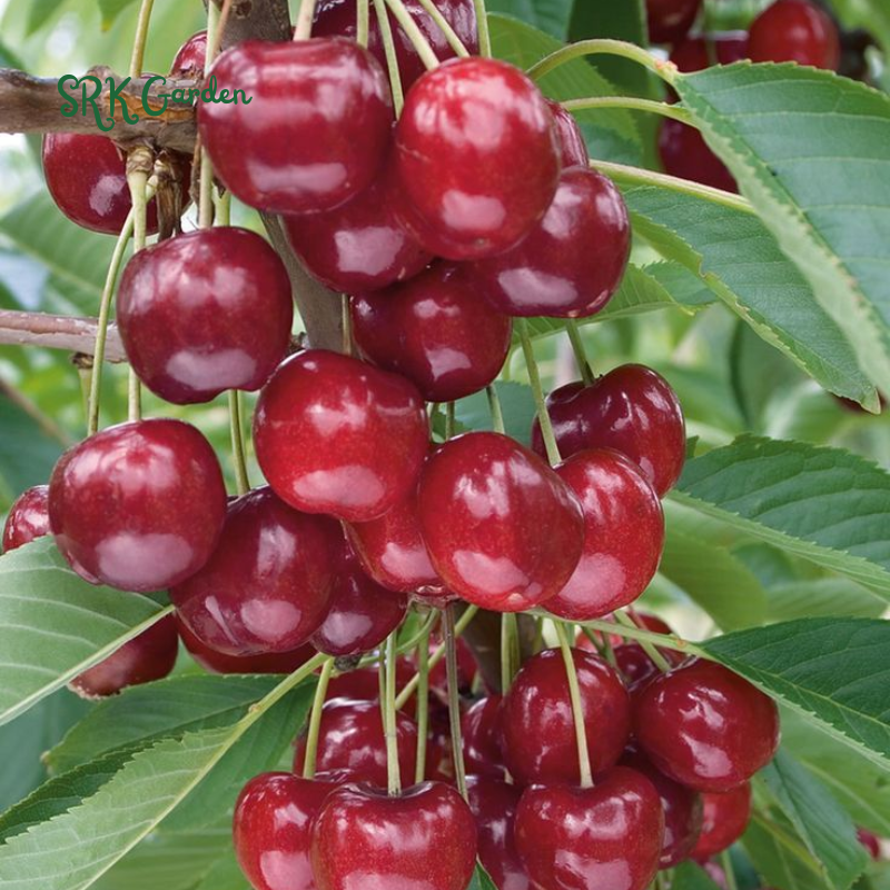 Dwarf Cherry Tree, Sweet Cherry Live Plants 2ft tall