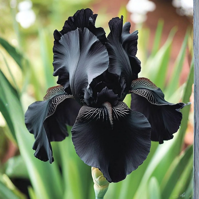 Bronze iris Colorful Mix Bulbs in Spring to Fall, Full Sun Low Maintenance