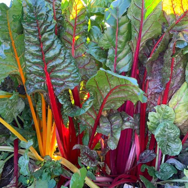 Organic Pink Flamingo Swiss Chard Seeds | 20 Seeds