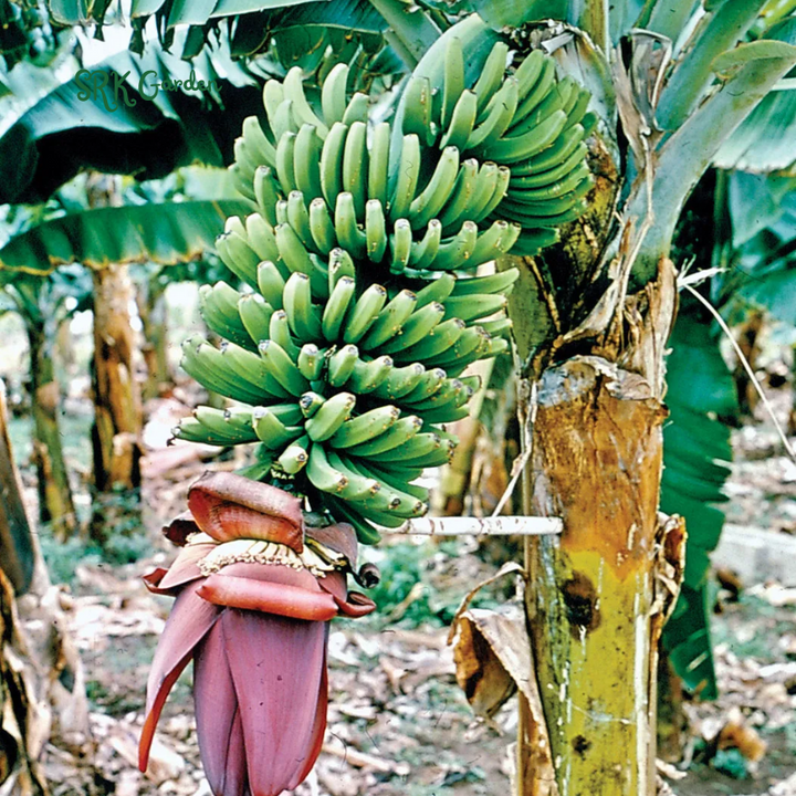 Dwarf Cavendish Banana Plant Live Tree