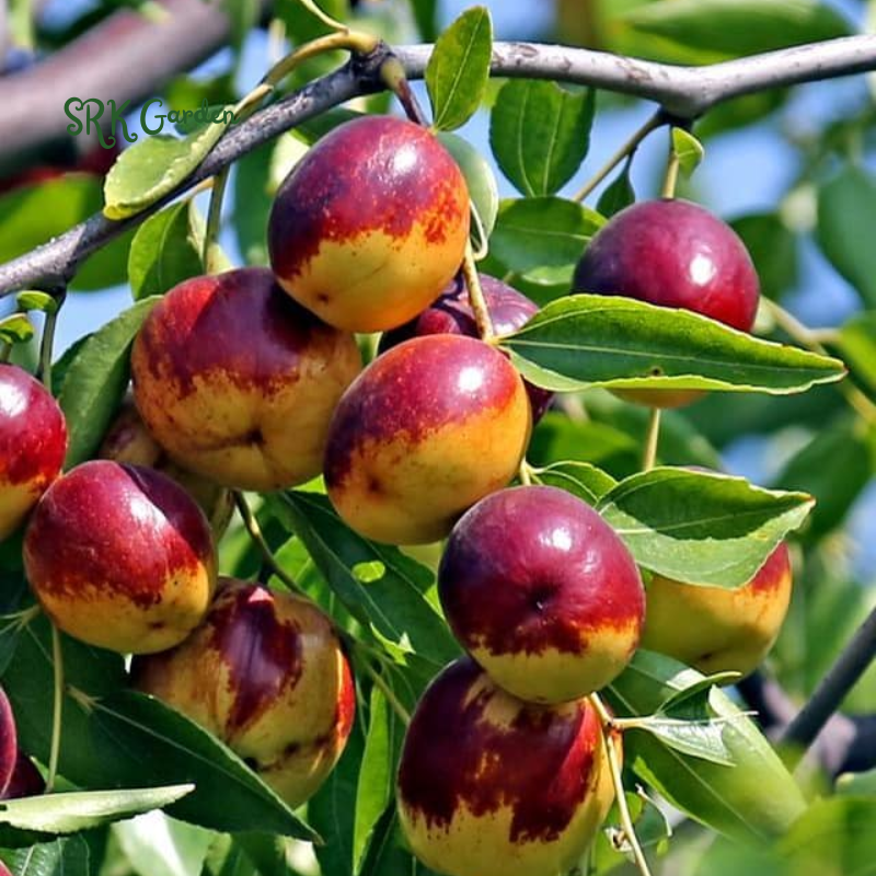 Jujube Honey Jar Tree - 2 Feet Tall - Live Plant for Planting