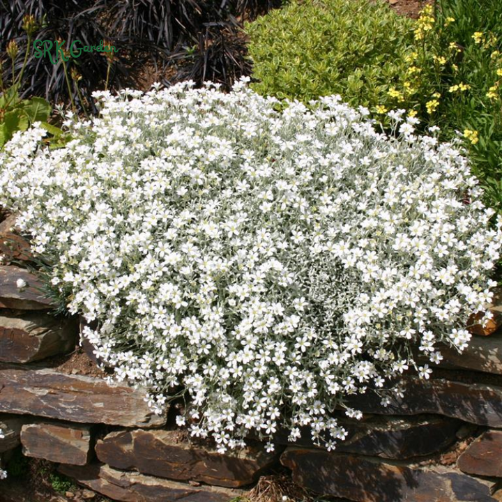 Snow in Summer Seeds | 500 Seeds