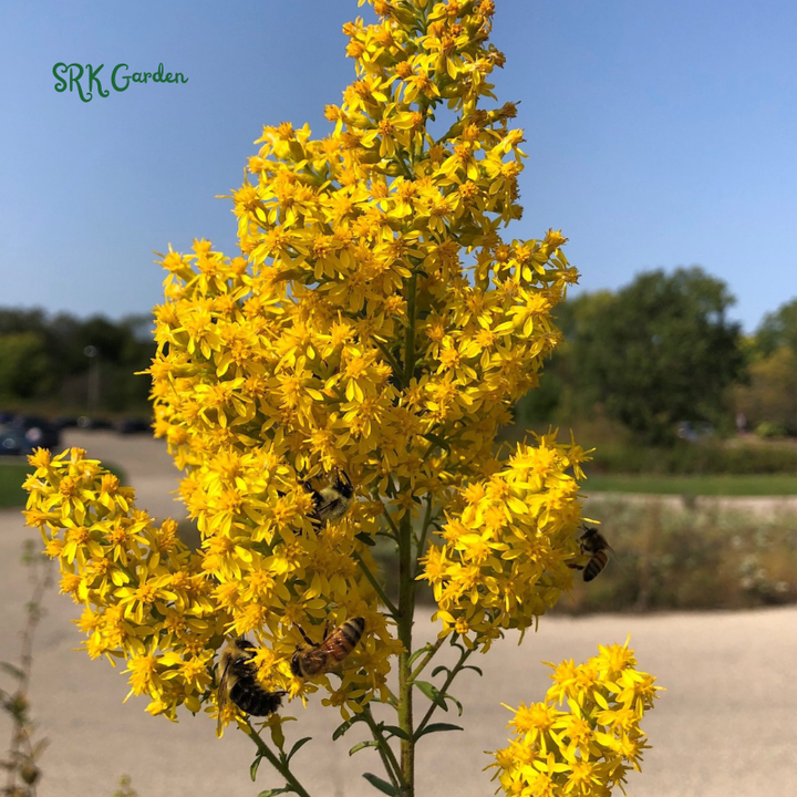 Showy Goldenrod Seeds | 200 Seeds