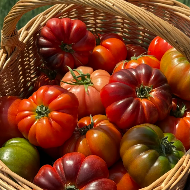 25+ Mushroom Basket Tomato Seeds, Heirloom, Solanum Lycopersicum