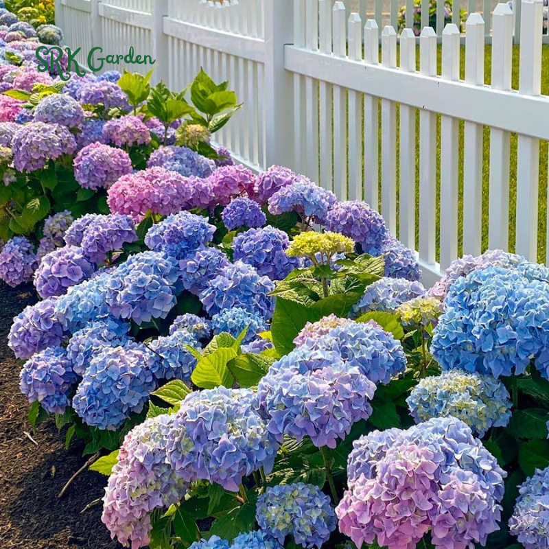 Hydrangea Flower Seeds Pack 100 Seeds