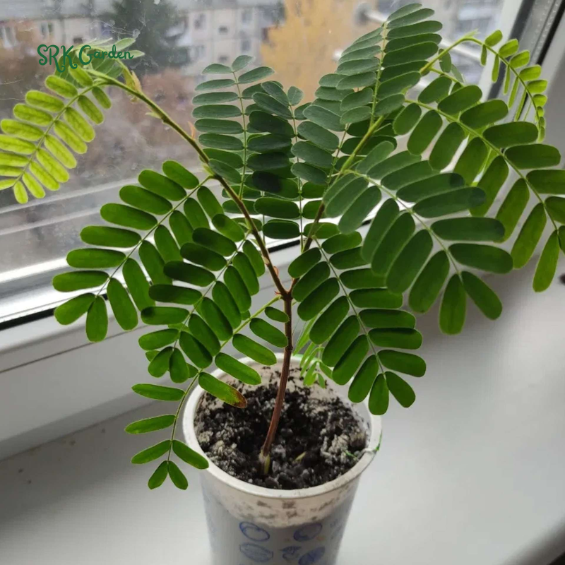Tamarind Tree Live Plant for Planting, 5 to 8 Inc Tall