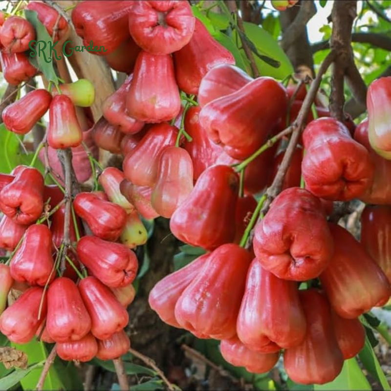 Red Wax Jambu (Syzygium jambos) Fruit Tree 12″- 24″ Tropical Plant