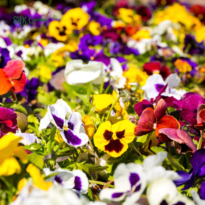 Swiss Giants Pansy Seed Mix | 100 Seeds