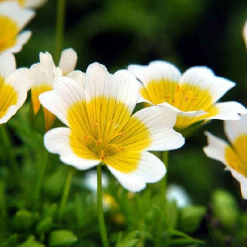 Poached Egg Plant | 60 Seeds