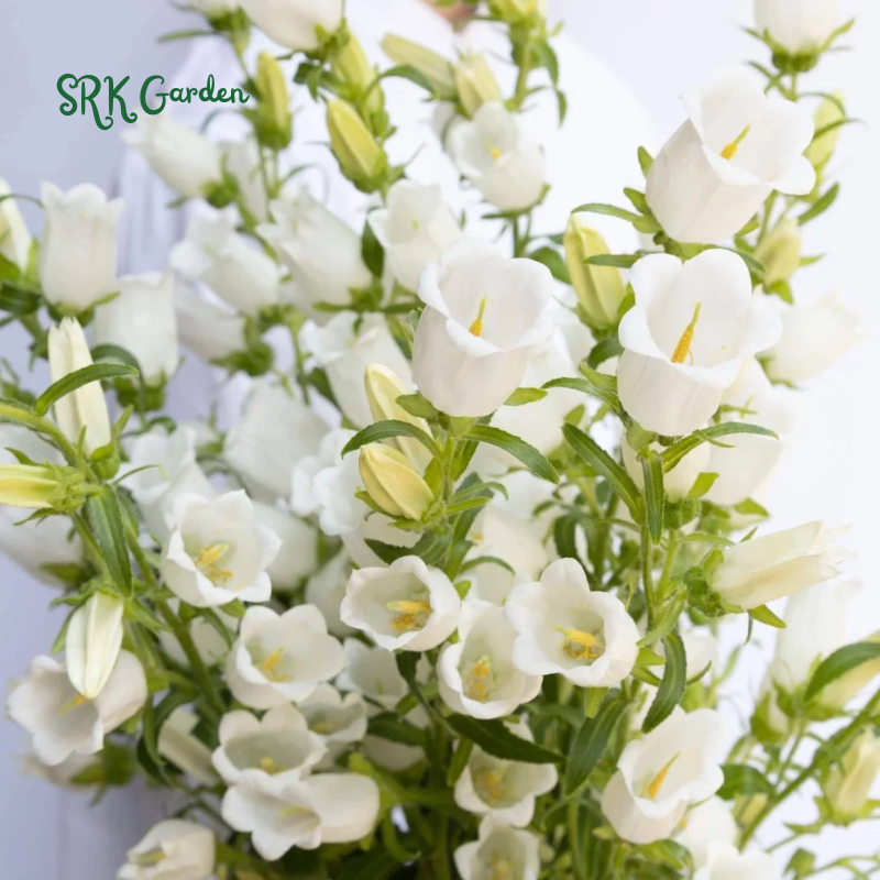 2000+ Mix Cup and Saucer Bell Flower Seeds