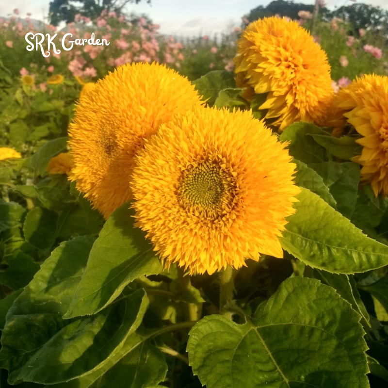 Yellow Teddy Bear Sunflower Plant 100 Seeds