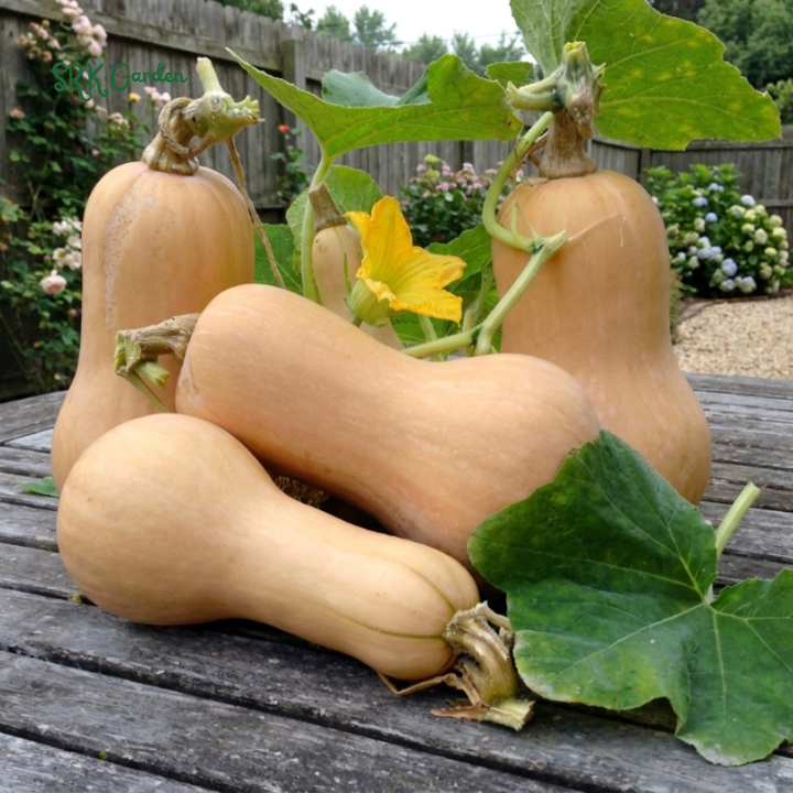 25+ Waltham Butternut Squash Seeds, Cucurbita Moschata