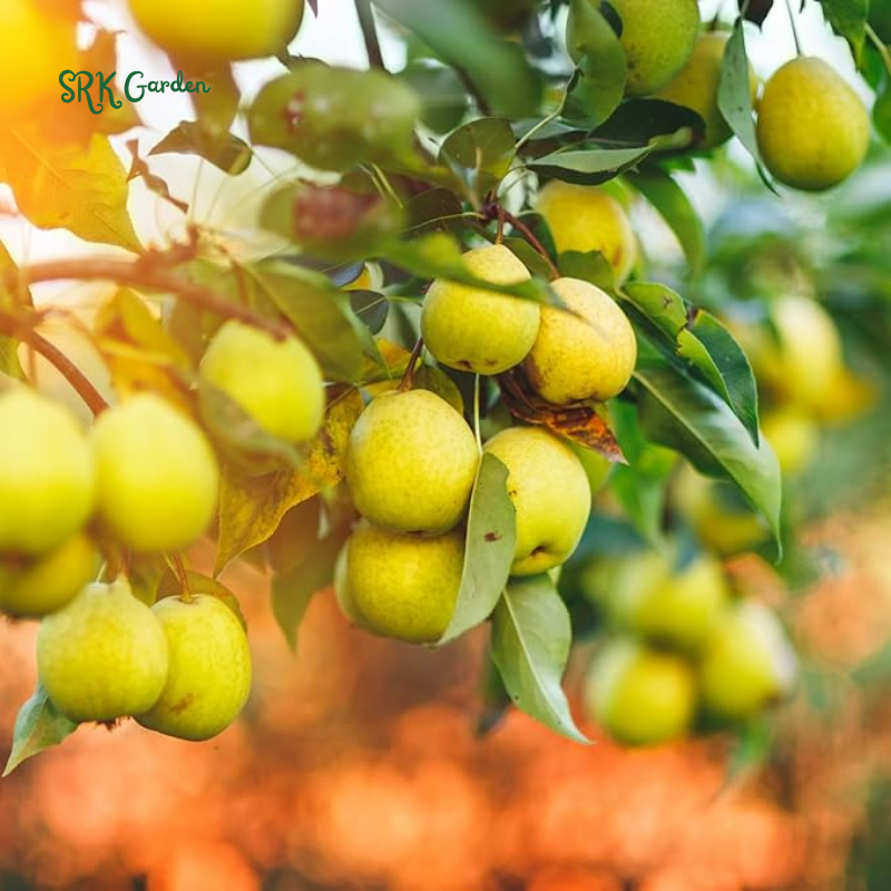 Live Pear Tree, Cold Hardy Pear Fruit Tree for Yard |  10 Inch Tall