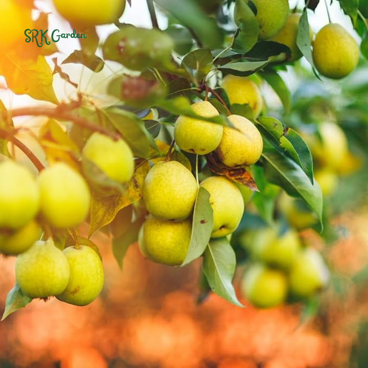 Live Pear Tree, Cold Hardy Pear Fruit Tree for Yard |  10 Inch Tall