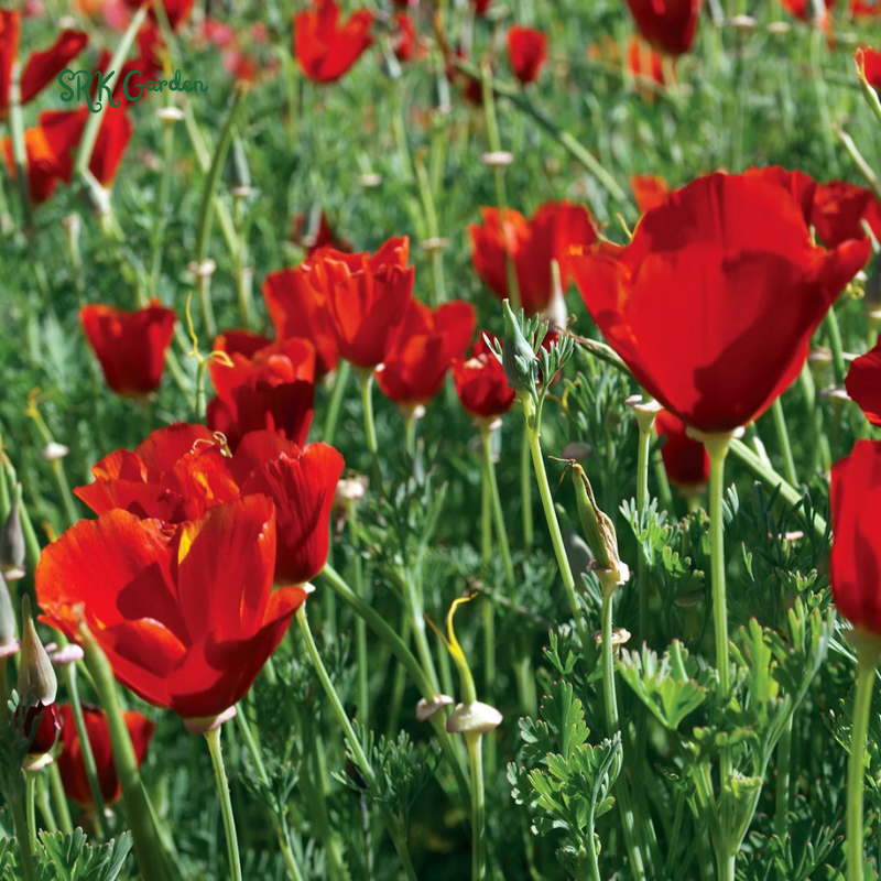 Red California Poppy Seeds | 500 seeds
