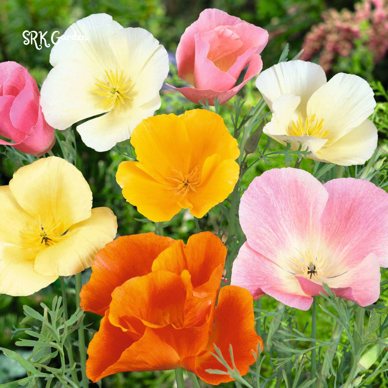 Single Poppy Seed Mix for Spring | 2000 seeds