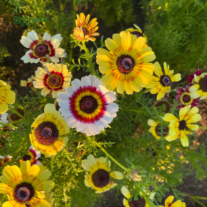 Rainbow Painted Daisy Seeds - Former Wildflower Tamed as a Colorful Sunny Annual and Cut Flower | 200 Seeds