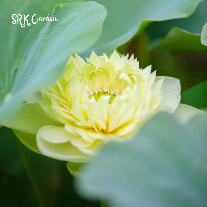 Mini Lotus Seeds (Pink, Snow White, Royal, Guan Yin, Mini) 60 seeds