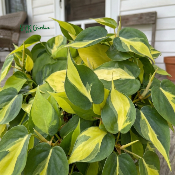 Philodendron Brasil, Variegated Houseplant, Philodendron Cuttings, Live Tropical Plant in 4" pot