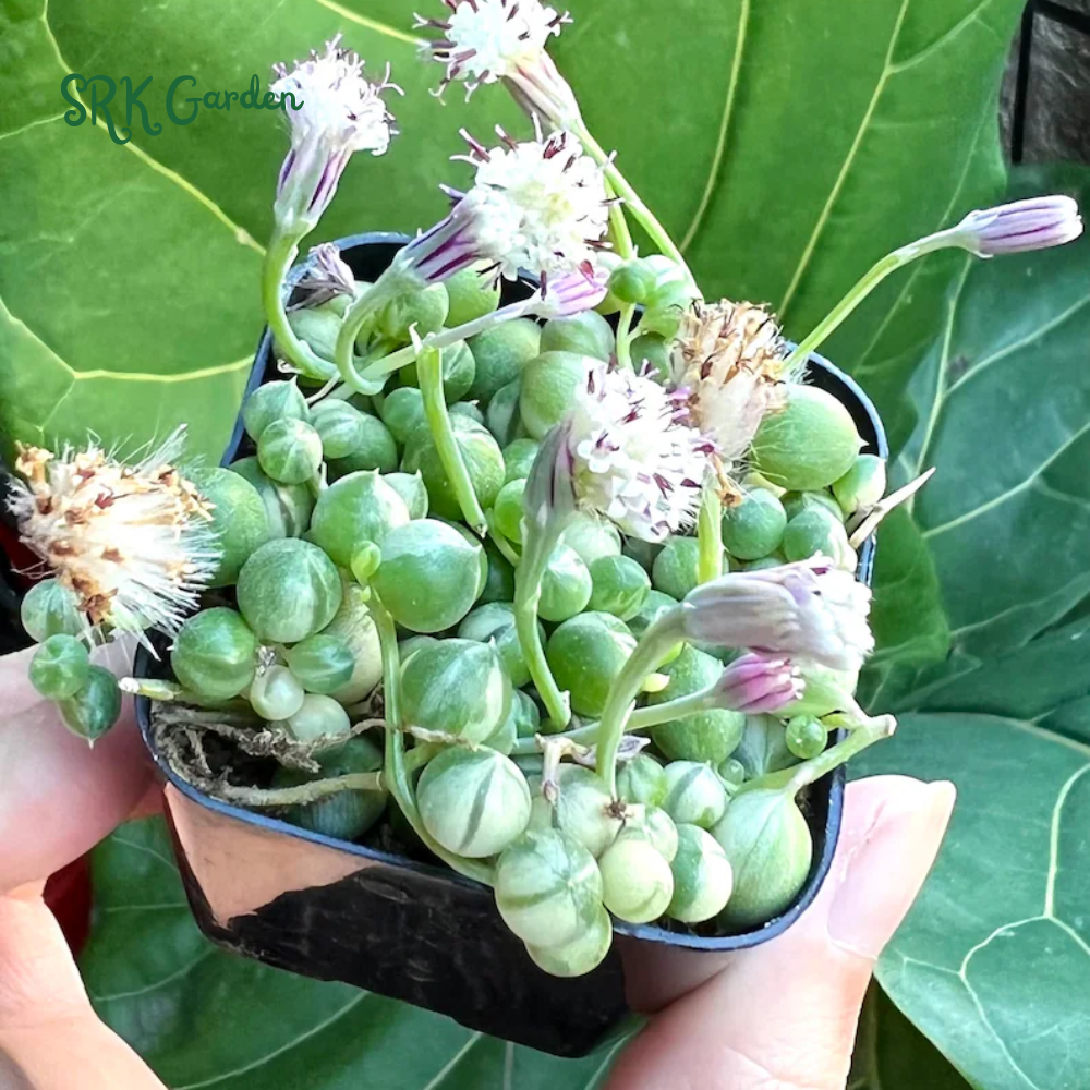 Variegated String of Pearls, Hanging Plant in 2'', 4", 6'' pot