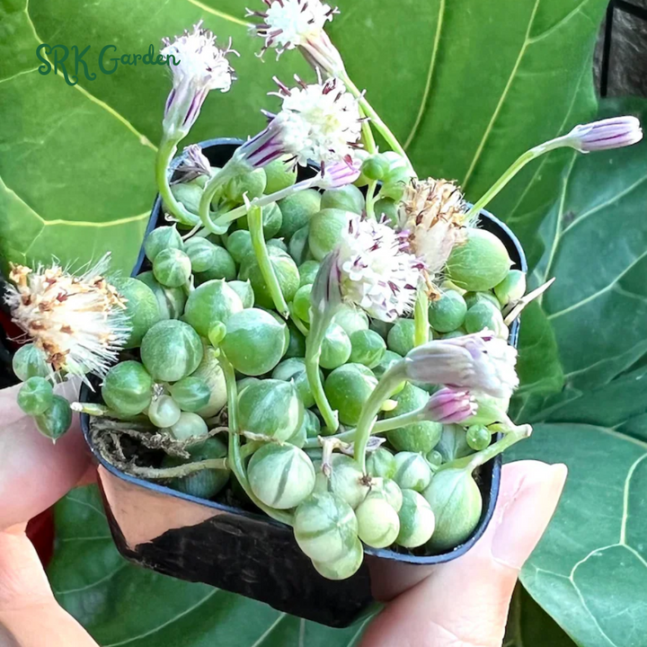 Variegated String of Pearls, Hanging Plant in 2'', 4", 6'' pot