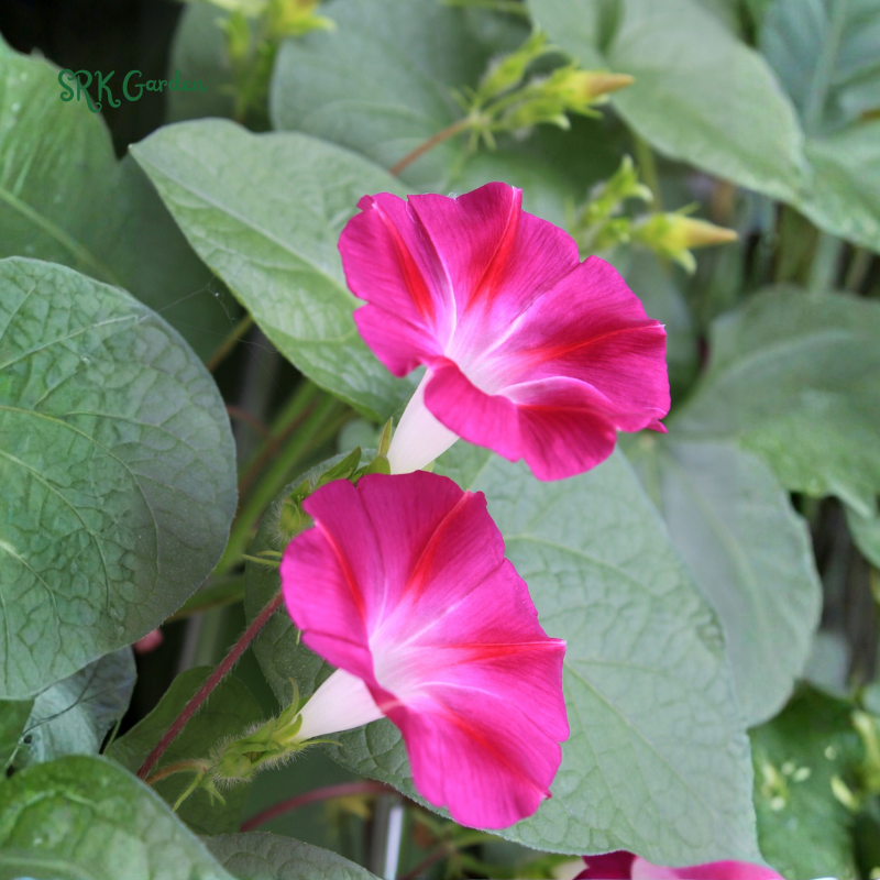 Scarlet O Hara Morning Glory Seeds | 50 Seeds