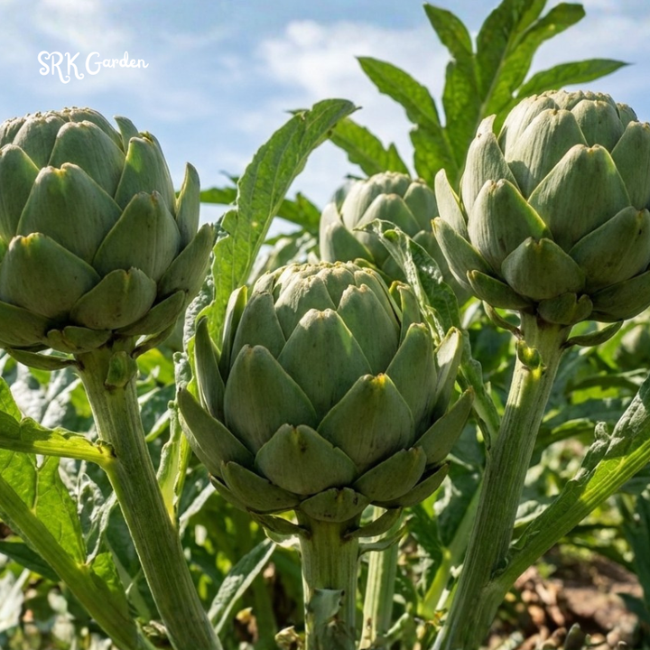 Green Globe Artichoke | 25 Seeds