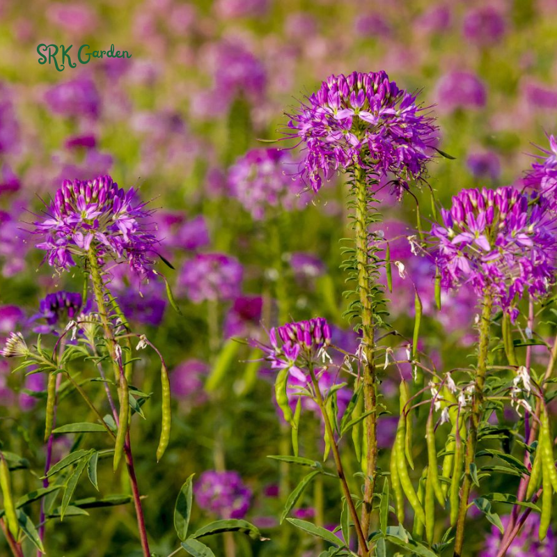 Rocky Mountain Bee Plant | 50 Seeds