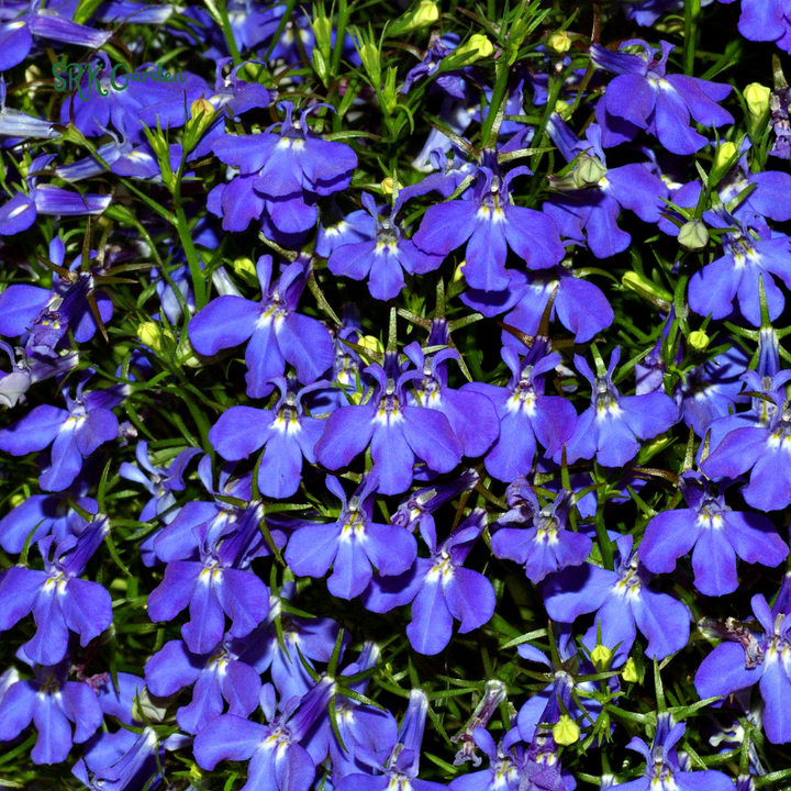 Lobelia Crystal Palace Violet-Blue Flower Seeds | 200 Seeds