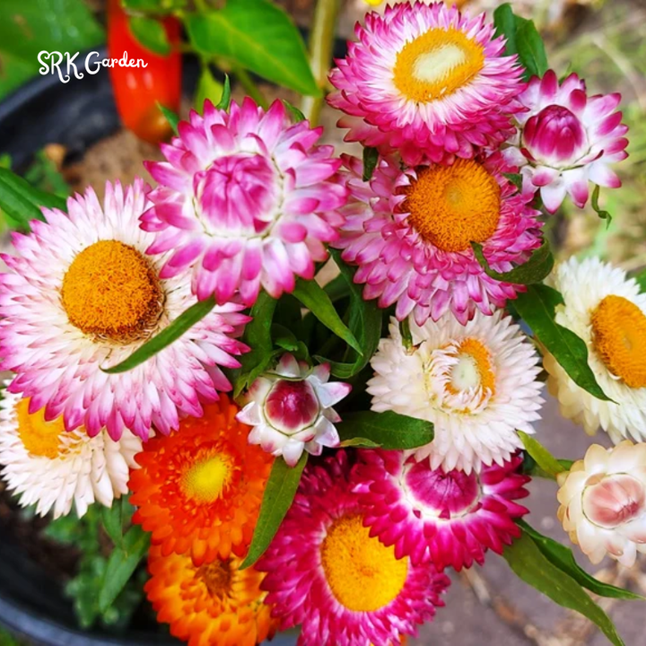 Paper Daisy Seeds for Planting | 500 Seeds