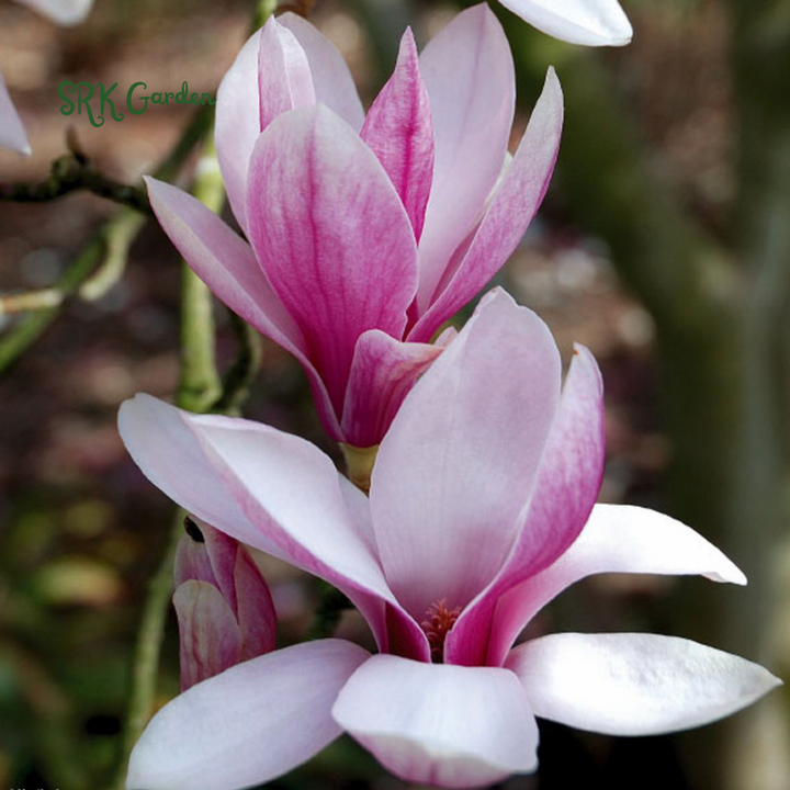 Saucer Magnolia ‘Magnolia Soulangeana’ – Shrub - One Gallon Healthy Potted Plant