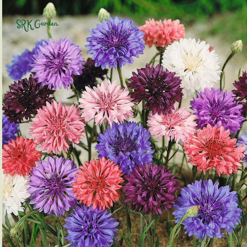 Bachelor's Button Mixed Seeds, Cornflower