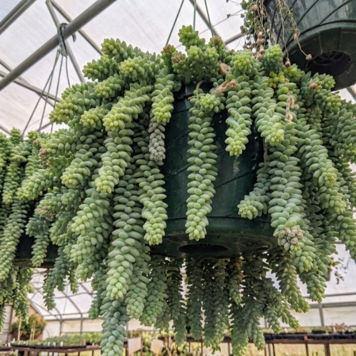 Sedum Burrito, Donkey's Tail, Trailing Succulent, Hanging Plant, 2" 4" pot