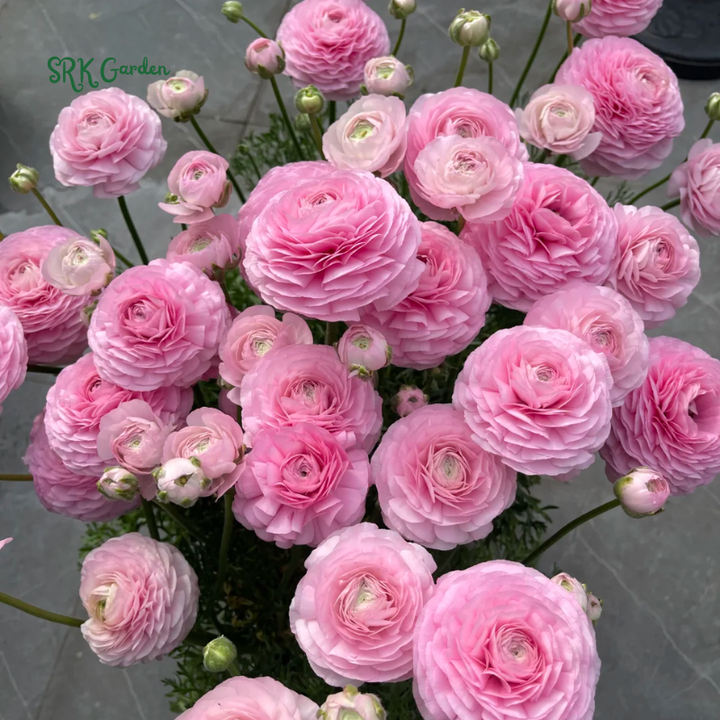 Ranunculus Mix Color Bulbs for Planting (20Bulbs)
