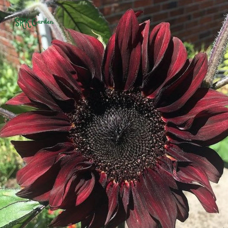 Sunflower Seeds - Chocolate Cherry 25 Seeds