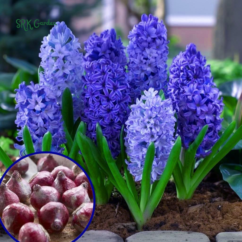 Garden State Bulb Pink Mix Hyacinth Flower Bulbs, Fragrant, Fall Planting