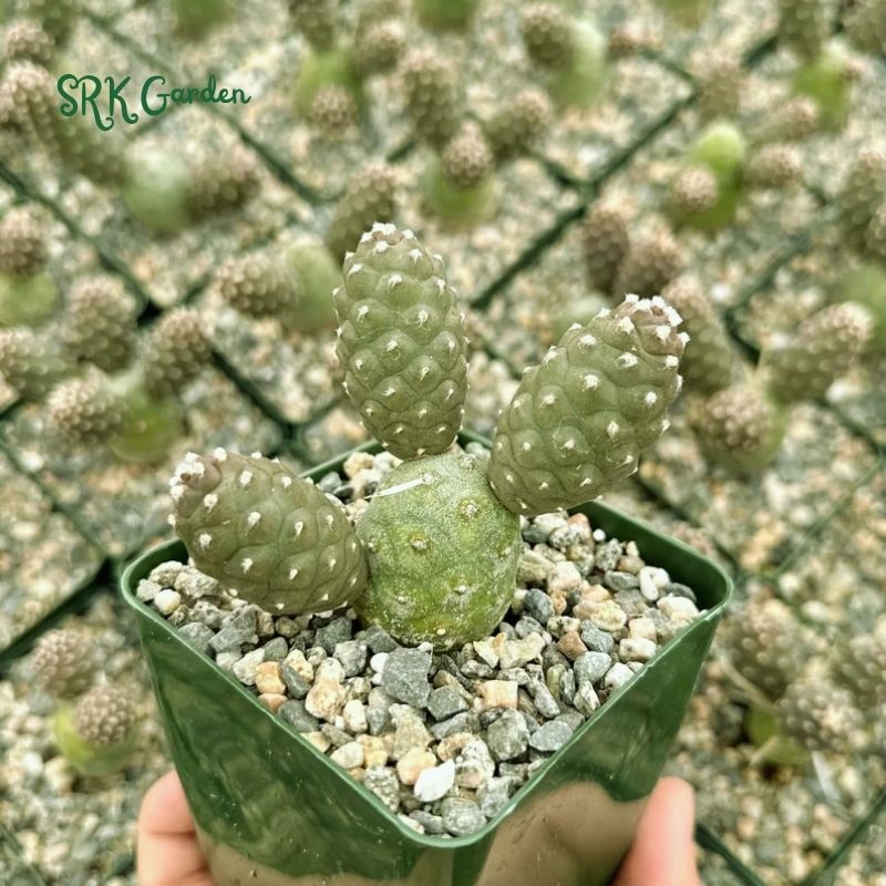 Pine Cone Cactus, Tephrocactus Articulatus, Unique Cactus in 3" pot