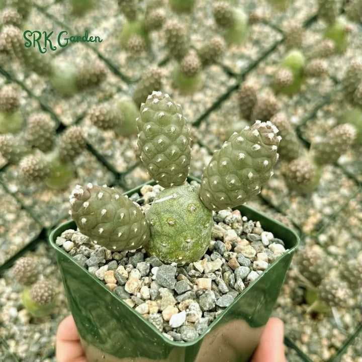 Pine Cone Cactus, Tephrocactus Articulatus, Unique Cactus in 3" pot