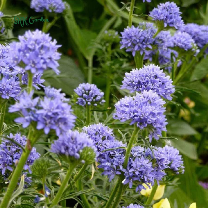 Globe Gilia Seeds for planting | Blue Sea
