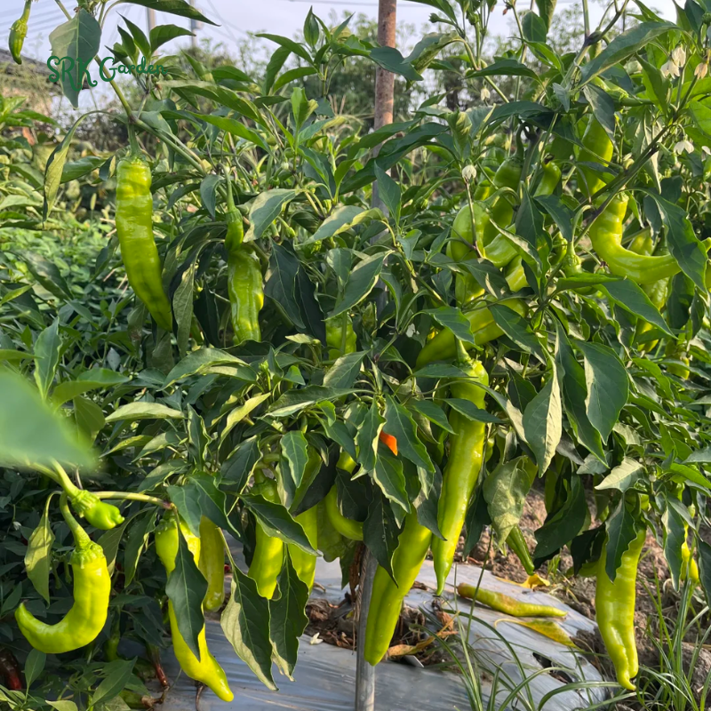 Japanese Sapporo Hot Pepper Seeds | 20 Seeds