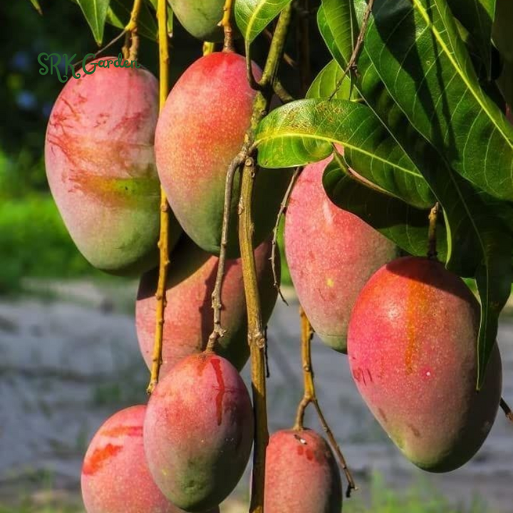 Julina Mango Tropical Live Fruit Tree 12"