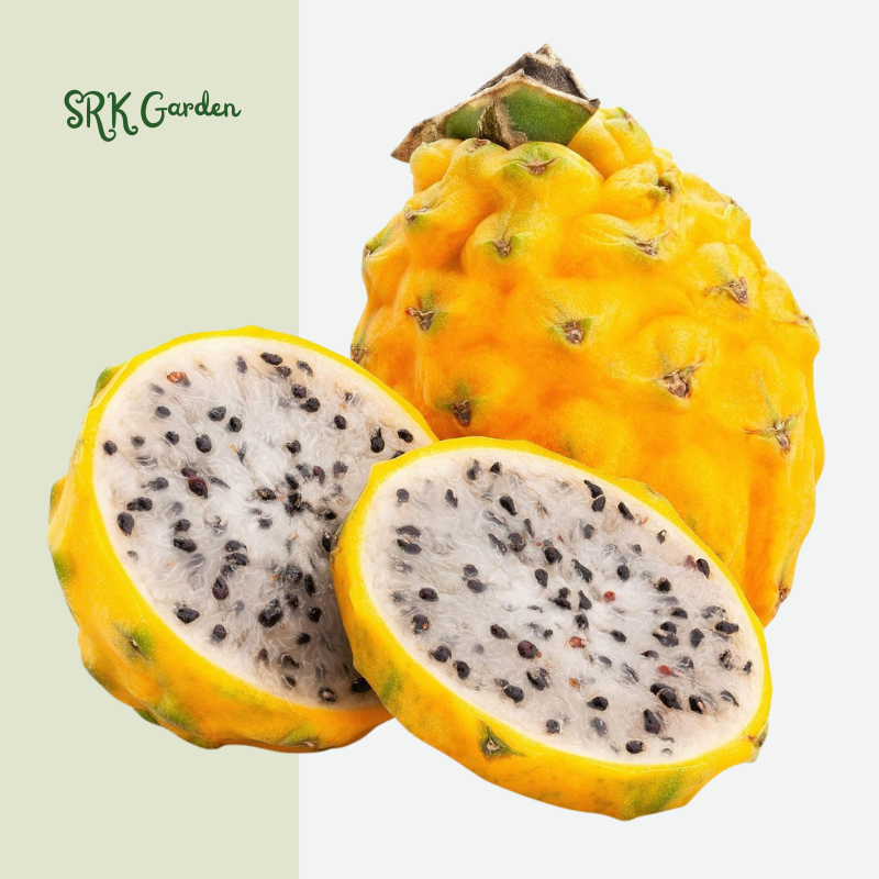 Yellow Dragon Fruit Cactus Live Plant, Easy to Grow