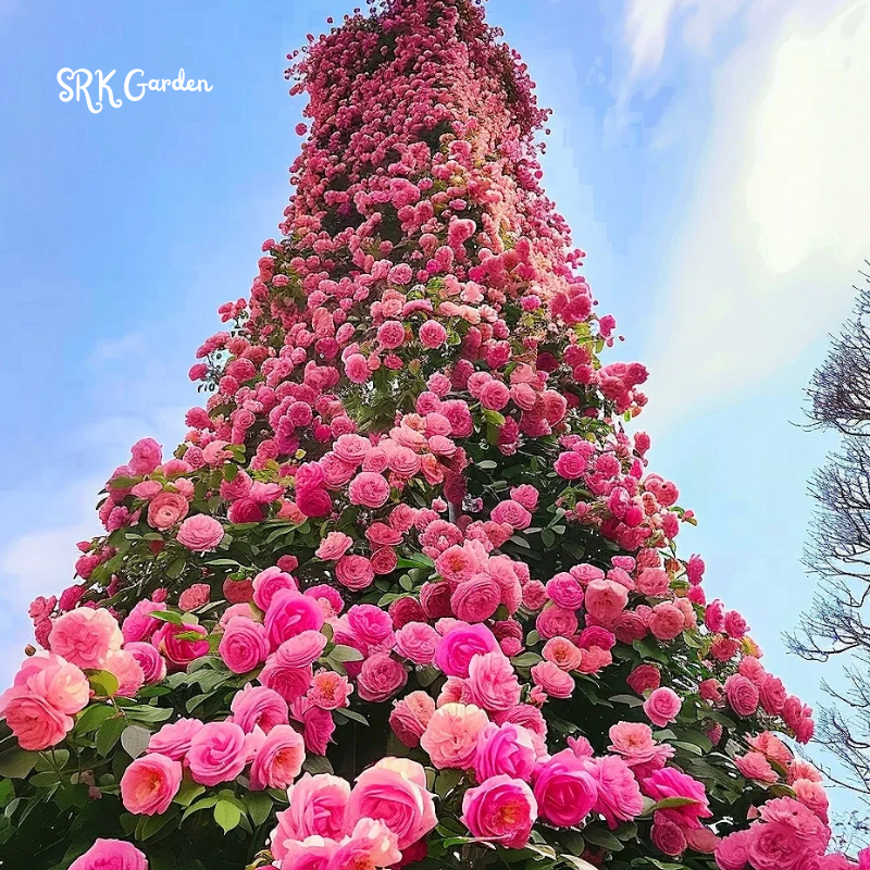 Garden climbing rose 200+ seeds | Mix Color