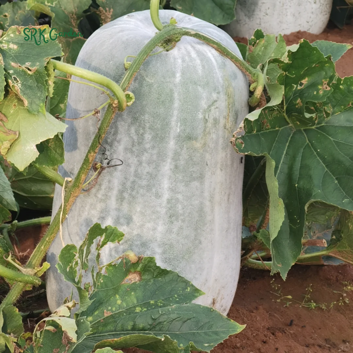Giant Wax Gourd Seeds | 20 Seeds