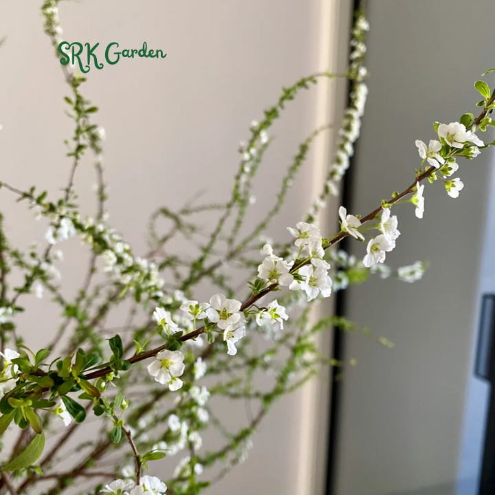 Spiraea prunifolia, Snow Willow stems and Home Decoration