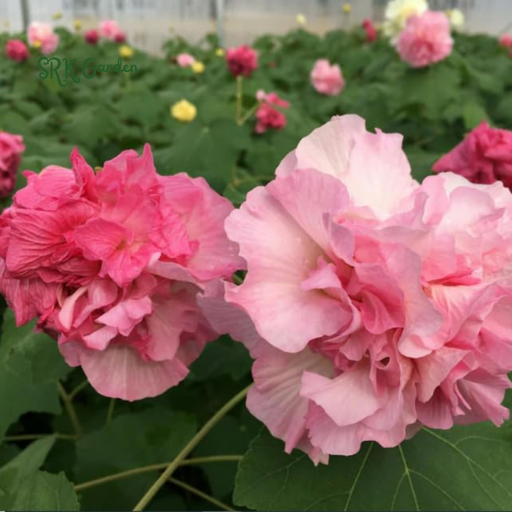 100 Rose Hibiscus Mutabilis Seeds Fragrant Exotic Eye Appeal | Heirloom & Non-GMO