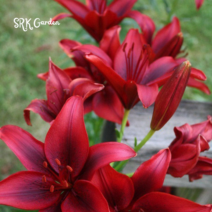Lily, Ducati Asiatic Lily Bulbs | Sweet Fragance, Large Bloom 1 Bulbs