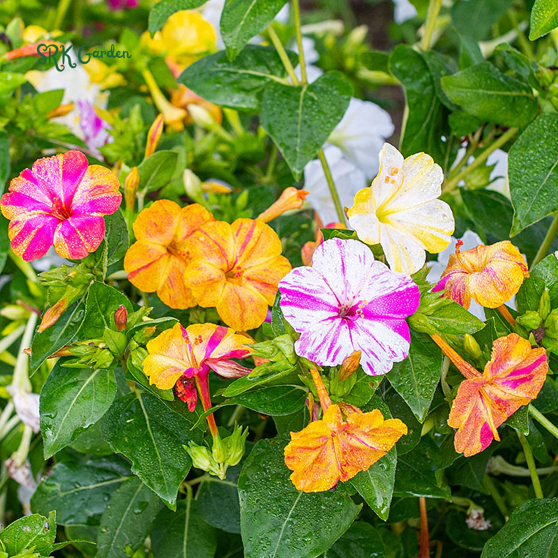 Broken Colors Four O'Clock Seeds | 25 Seeds